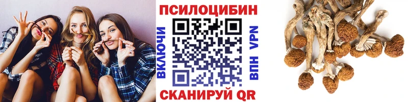 хочу наркоту Зима Галлюциногенные грибы Psilocybe